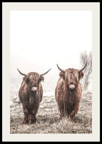 Două vaci maronii de munte într-un peisaj cețos cu coarne-2