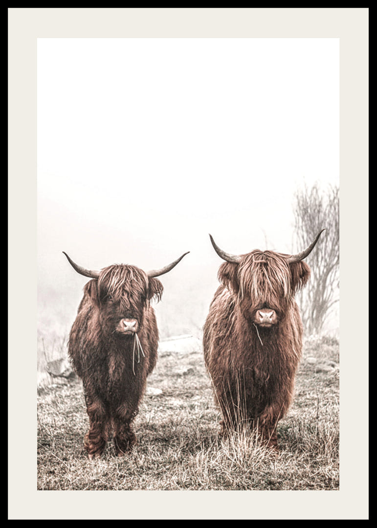 Două vaci maronii de munte într-un peisaj cețos cu coarne-12