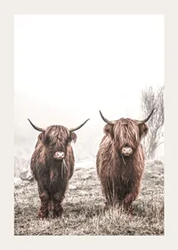 Two brown highland cows in foggy landscape with horns-3