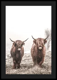Two brown highland cows in foggy landscape with horns-4