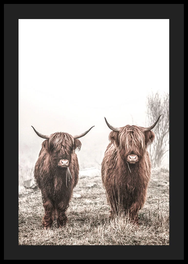 Two brown highland cows in foggy landscape with horns-12
