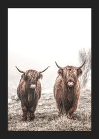 Două vaci maronii de munte într-un peisaj cețos cu coarne-5