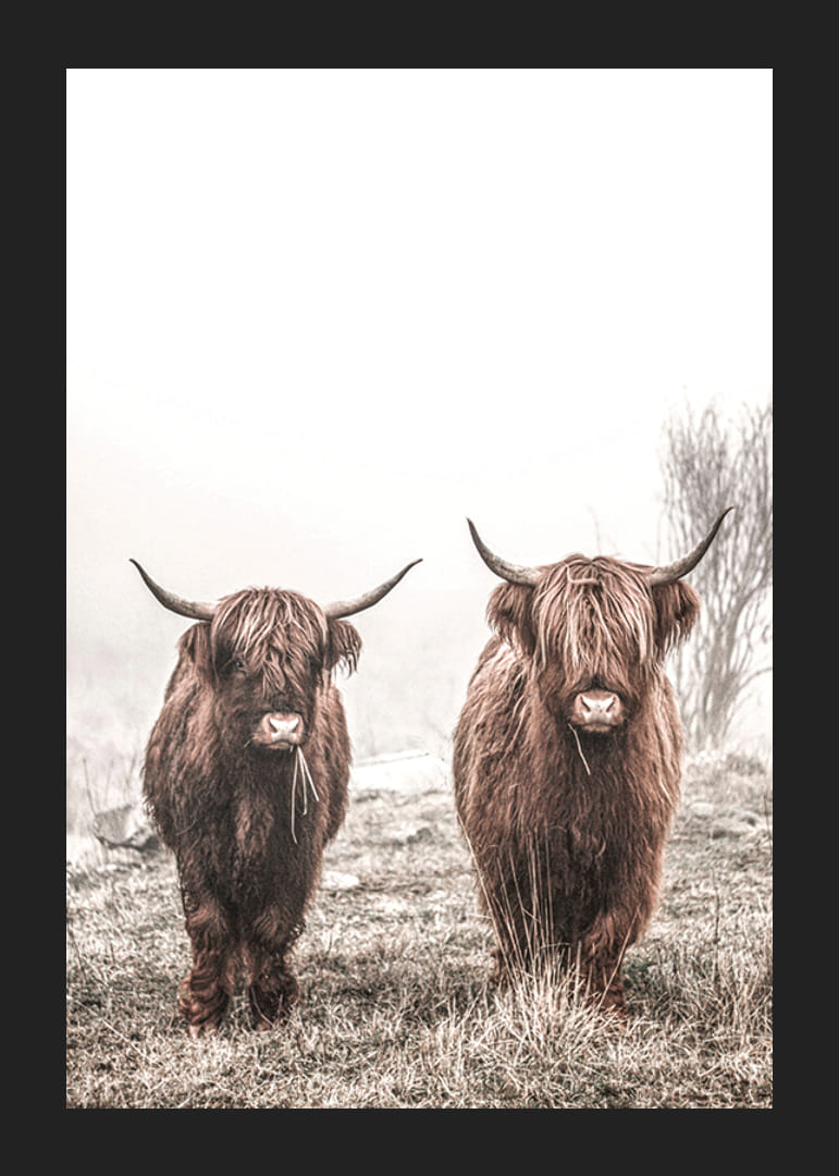 Două vaci maronii de munte într-un peisaj cețos cu coarne-12