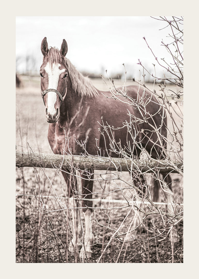 Photographie d'un cheval brun avec une tache blanche derrière une clôture en bois-12