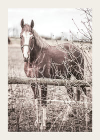 Valokuva ruskeasta hevosesta, jolla on valkoinen roihu, puuaidan takana-3