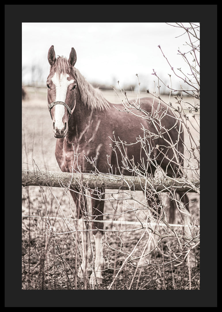 Photographie d'un cheval brun avec une tache blanche derrière une clôture en bois-12