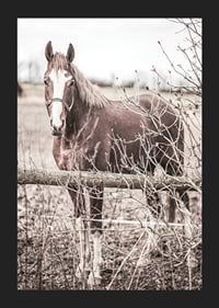 Photographie d'un cheval brun avec une tache blanche derrière une clôture en bois-5