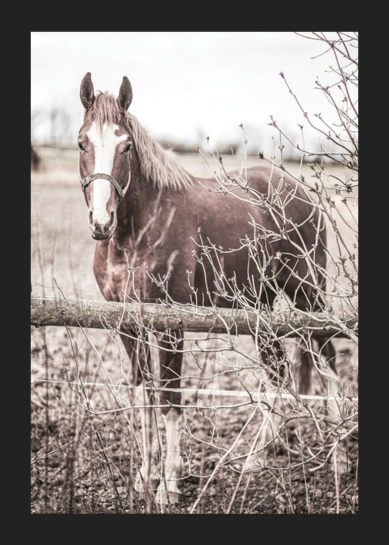 Photographie d'un cheval brun avec une tache blanche derrière une clôture en bois-12