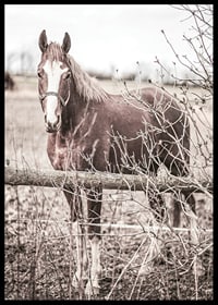 Photographie d'un cheval brun avec une tache blanche derrière une clôture en bois-6