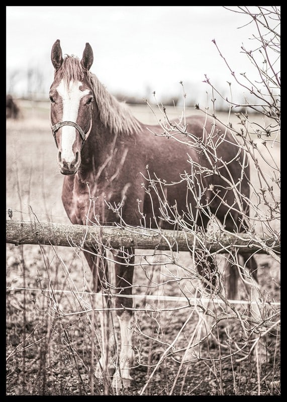 Photographie d'un cheval brun avec une tache blanche derrière une clôture en bois-12