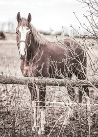 Photographie d'un cheval brun avec une tache blanche derrière une clôture en bois-7