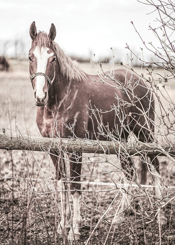 Photographie d'un cheval brun avec une tache blanche derrière une clôture en bois-12
