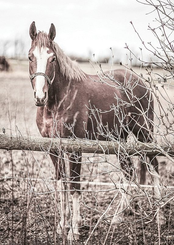 One Brown Horse-12