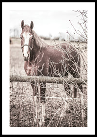 Photographie d'un cheval brun avec une tache blanche derrière une clôture en bois-0