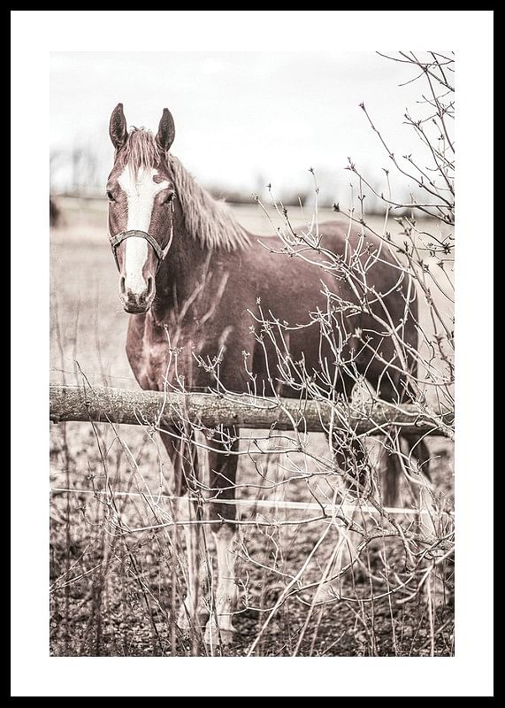One Brown Horse-12