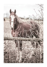 Photographie d'un cheval brun avec une tache blanche derrière une clôture en bois-1