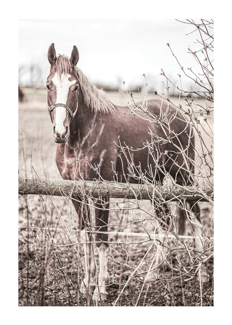 Photographie d'un cheval brun avec une tache blanche derrière une clôture en bois-12