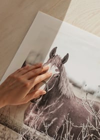 Photographie d'un cheval brun avec une tache blanche derrière une clôture en bois-9