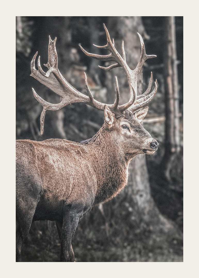 Fotorealistisk kronhjort med store gevirer i et skovmiljø-12
