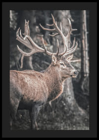 Fotorealistisk kronhjort med store gevirer i et skovmiljø-4