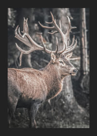 Fotorealistisk kronhjort med store gevirer i et skovmiljø-5