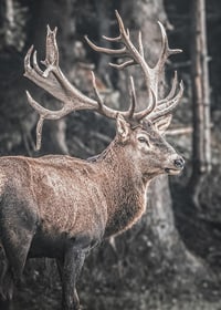 Cerf rouge photoréaliste avec de grands bois dans un environnement forestier-7