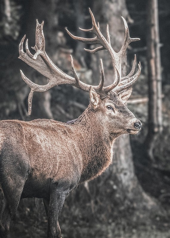 Cerf rouge photoréaliste avec de grands bois dans un environnement forestier-12
