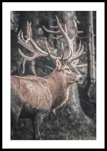 Poster Red Deer Rut