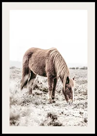 Photographic brown horse grazing in field in soft beige tones-2