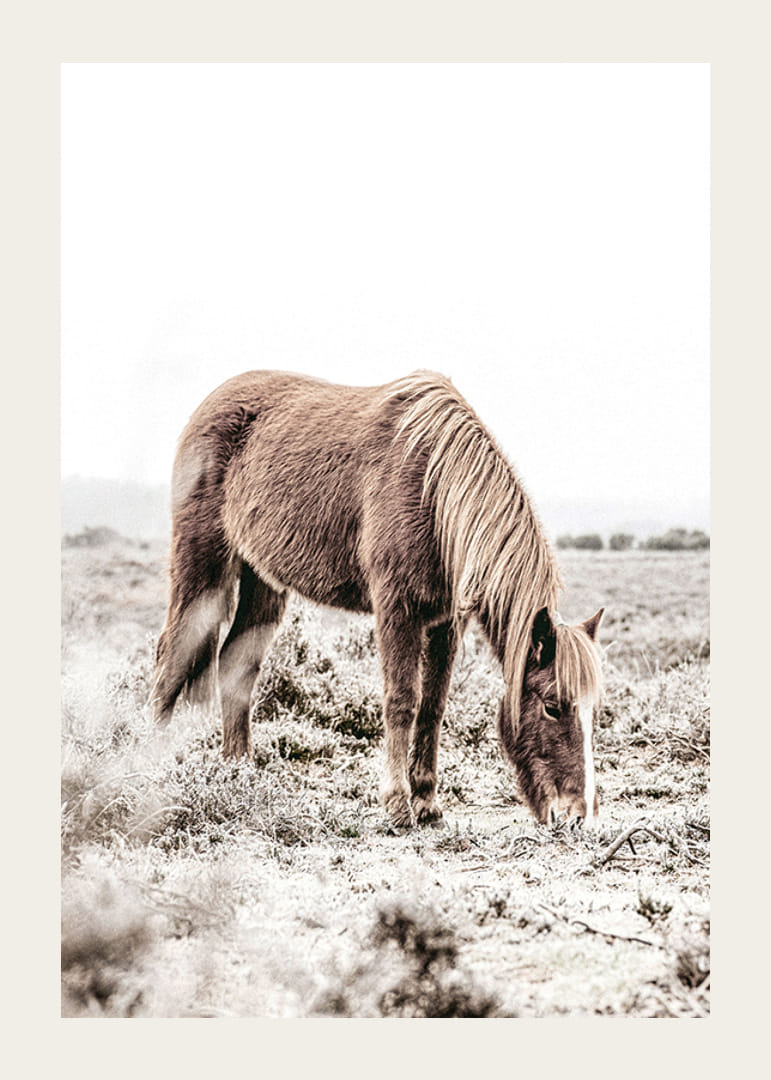 Fotografinis rudas arklys, besiganantis lauke, švelniai smėlio spalvos atspalviais-12