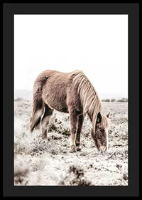 Photographic brown horse grazing in field in soft beige tones-4