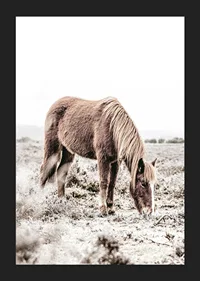 Photographic brown horse grazing in field in soft beige tones-5