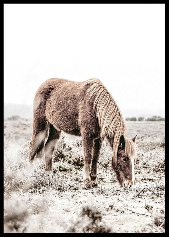 Wild Horse In Field-12
