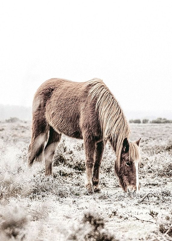 Wild Horse In Field-12