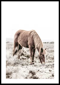 Photographic brown horse grazing in field in soft beige tones-0