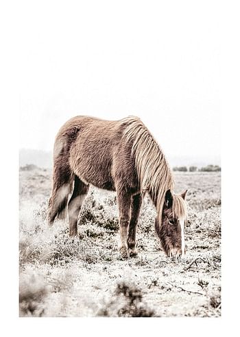 Juliste Wild Horse In Field