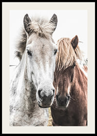 Close-up of white and brown horse against light background, photographic-2