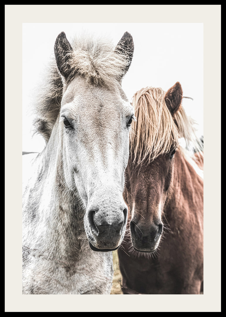 Close-up of white and brown horse against light background, photographic-12