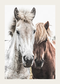 Close-up of white and brown horse against light background, photographic-3