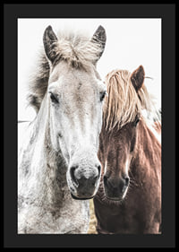 Close-up of white and brown horse against light background, photographic-4
