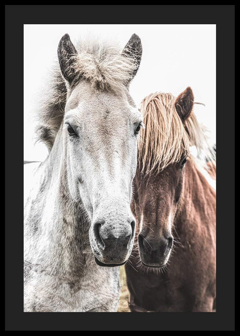Close-up of white and brown horse against light background, photographic-12