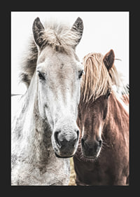 Close-up of white and brown horse against light background, photographic-5