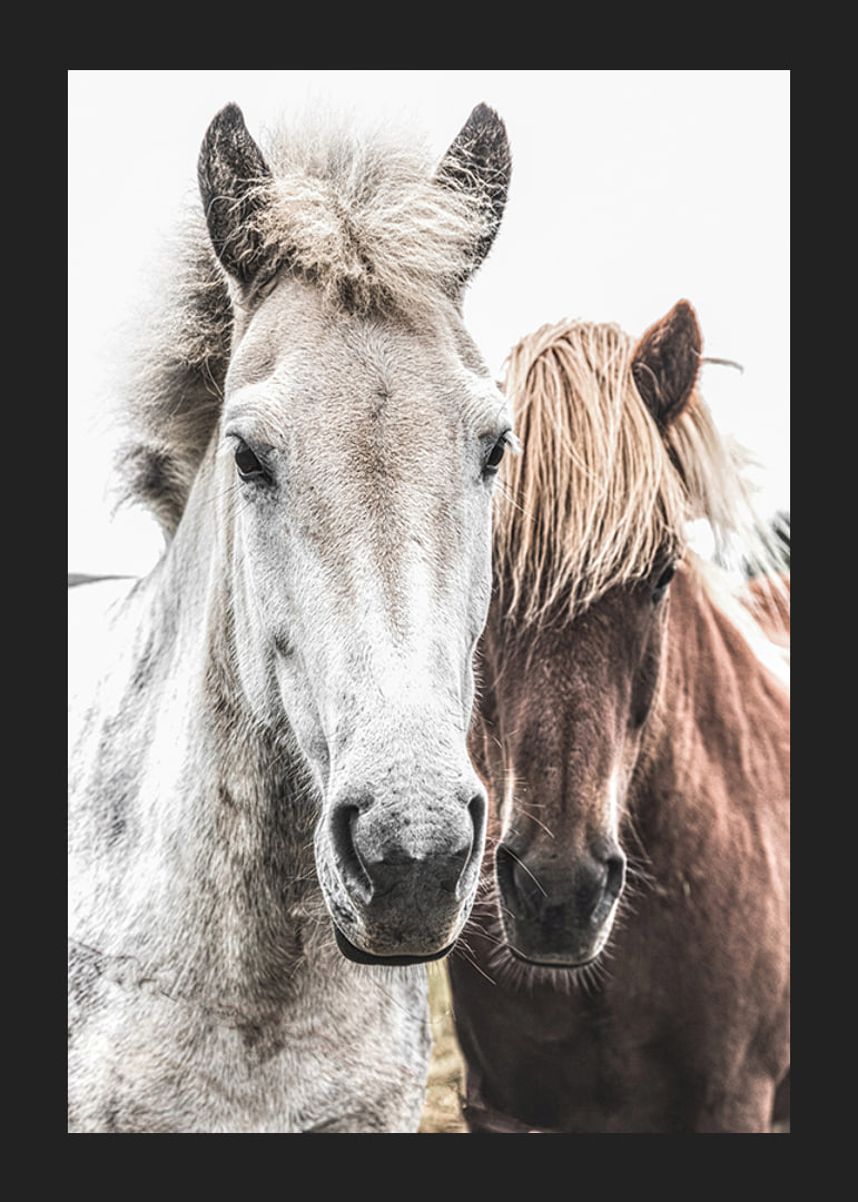 Close-up of white and brown horse against light background, photographic-12