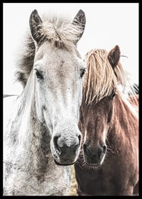 Close-up of white and brown horse against light background, photographic-6