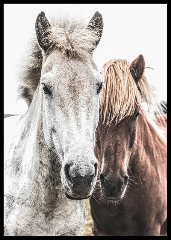 Close-up of white and brown horse against light background, photographic-12