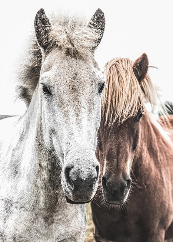 Close-up of white and brown horse against light background, photographic-12