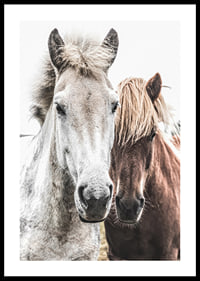 Close-up of white and brown horse against light background, photographic-0
