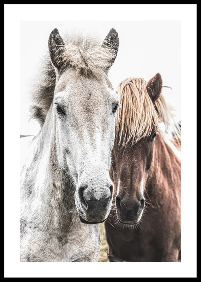Close-up of white and brown horse against light background, photographic-12