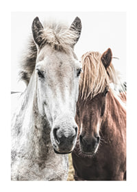 Close-up of white and brown horse against light background, photographic-1