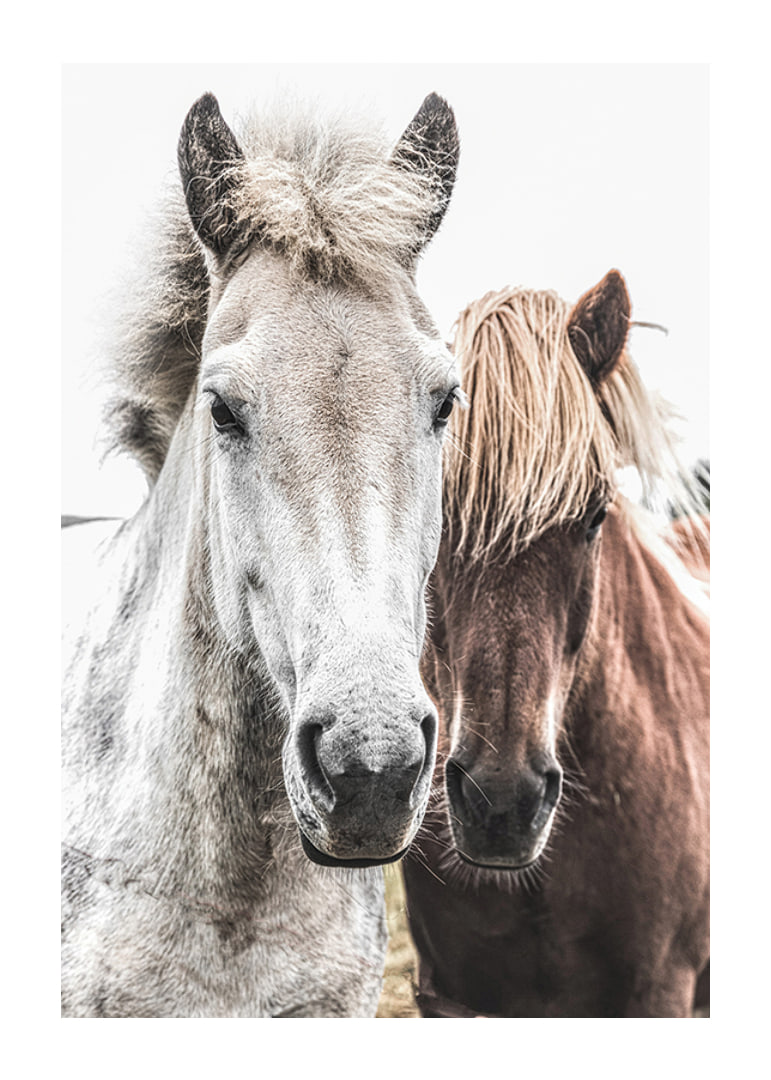 Close-up of white and brown horse against light background, photographic-12
